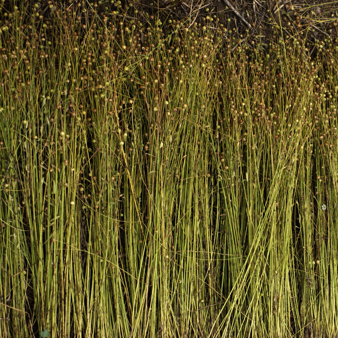 Flax lying on ground.