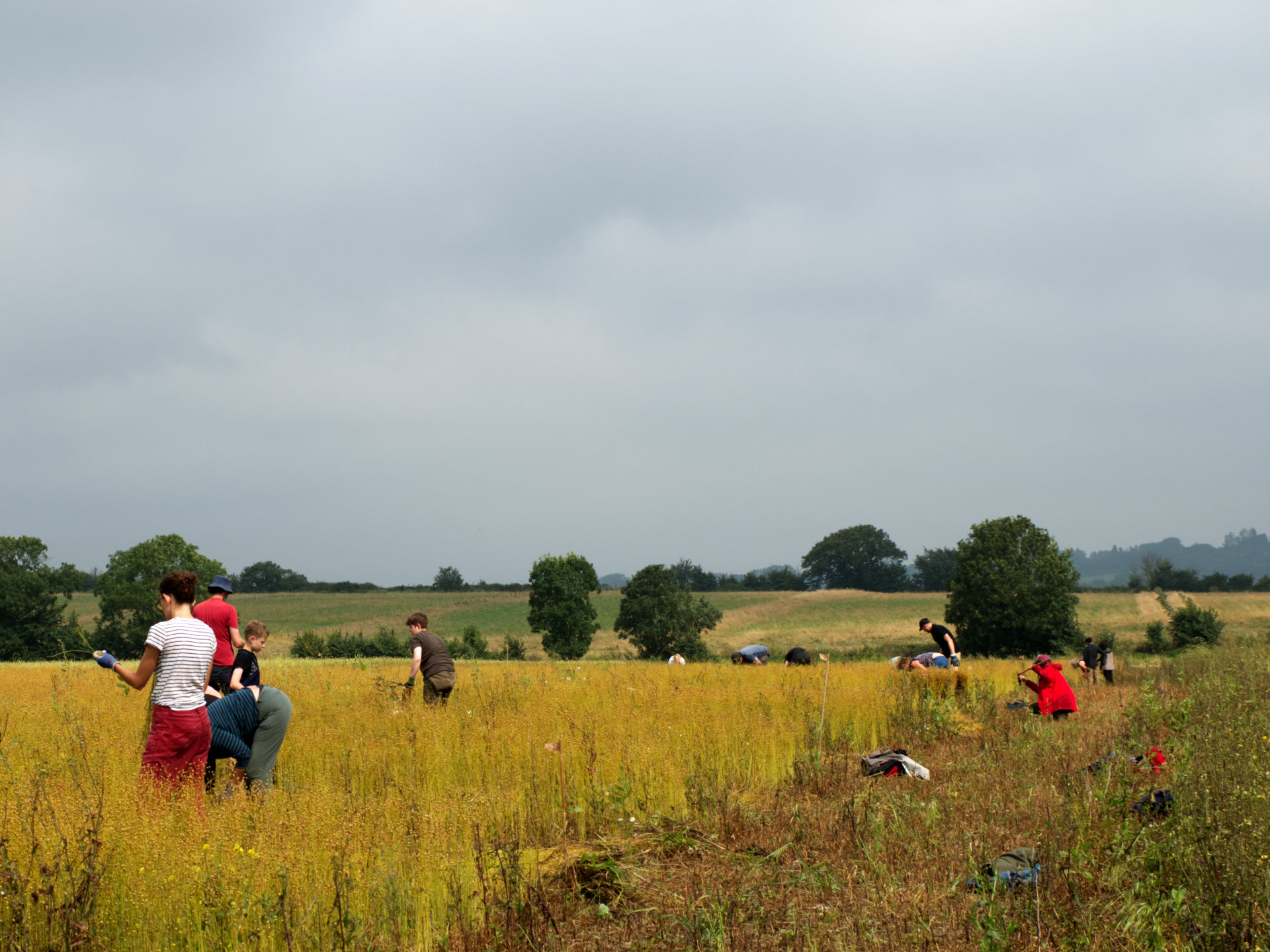 Harvesters in flax field